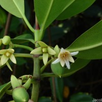 Rhizophora mucronata Poir.